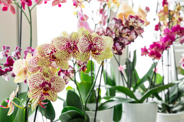 Colorful orchids phalaenopsis. Blooming orchids. Gardening hobby. Purple, pink, orange, red orchids blossom on window sill. Home flowers growth. 