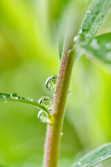Transparent drops of water dew on branch tree on a blurred background. Natural background. The concept of purity in nature. Shallow depth of field. Focus on central drops