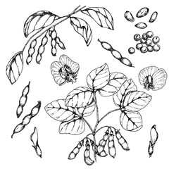 Soybean, plant with beans, leaves and flowers. Stock vector illustration. Hand drawing. Isolated on white. Black and white sketch. For product packaging, labels