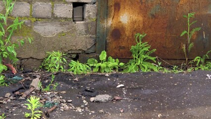 Rain. Drops fall on the old asphalt. Wall of an industrial building. Green weeds. Brick wall. Weather conditions. Urban environment. Close-up. - Powered by Adobe