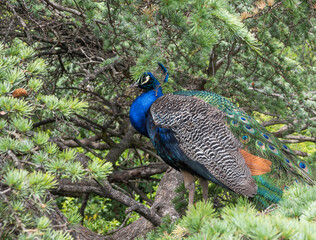 Hermoso pavo real camuflado entre las ramas de un árbol en los jardines del Campo Grande de...