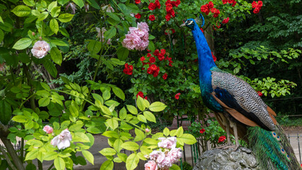 Hermoso y colorido pavo real rodeado de flores posado sobre una roca en los jardines de Campo Grande de Valladolid durante la primavera - obrazy, fototapety, plakaty