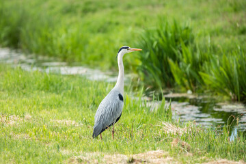 Close-up Great Blue Heron, Ardea cinerea, standing in green pasture at ditch waiting for passing prey