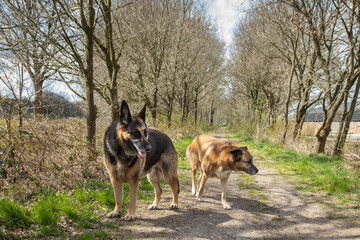 Two stray dogs, a German Shepherd and a Malinois, on a forest trail with bare trees in spring, photographed at eye level