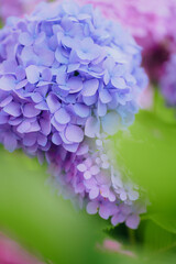 Fototapeta premium Hydrangeas of different colors bloom in June
