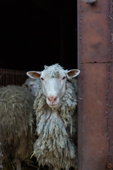 The ram looks at the camera. Pets in the barnyard. 