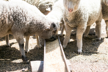 Lambs eat grain, livestock livestock. Livestock