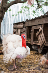 A big turkey in a poultry yard. Home bird