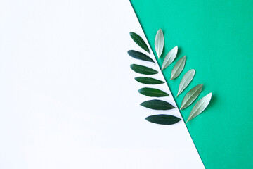 オリーブの葉のデザイン（白と緑の背景）