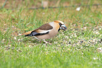 Close up of a foraging Hawfinch, Coccothraustes coccothraustes, in a grass field with sunflower seed in beak being peeled by rapid beak movement
