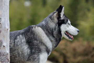 Close-up portrait of funny and happy young gray and white Siberian Husky