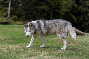 Naklejka na ściany i meble Close-up portrait of Old Gray Siberian Husky dog looking forward in the woods