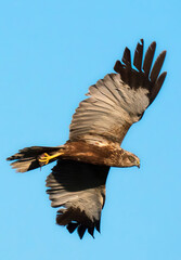 Die Rohrweihe (Circus aeruginosus)