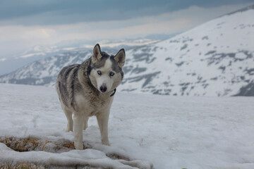 Old Gray Siberian Husky dog looking forward on snowy winter day in the Carpathians mountains