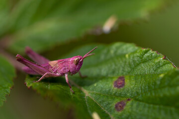 grasshopper on a bramble leaf in the sun. genetic mutation called erythrism, absence of black pigment. bug for camouflage.