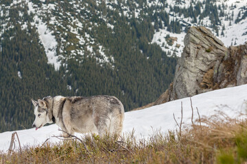 Award winning Siberian Husky dog looking at the grass on snowy winter day in Carpathians mountains, Ukraine