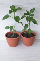 two pots with pepper plants, against the background of a wooden white texture