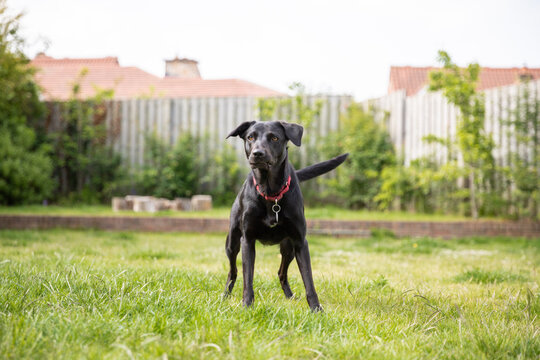 Happy black labrador boarder terrier with red collar in green garden with fence
