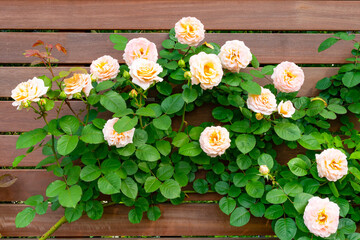 神奈川県横浜市　横浜イングリッシュガーデンのバラ