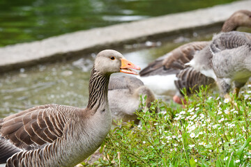 Naklejka na ściany i meble Baby goose chicks or goslings feed at the river bank protected by adult geese
