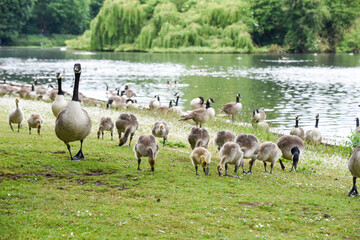 Baby Goose Chicks Goslings Feed