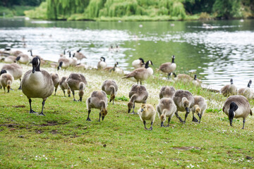 Baby goose chicks or goslings feed at the river bank protected by adult geese