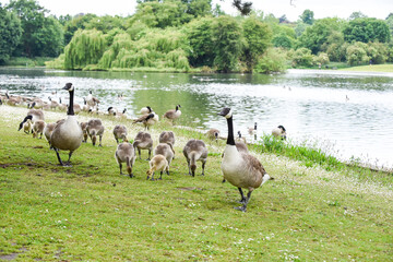 Baby goose chicks or goslings feed at the river bank protected by adult geese