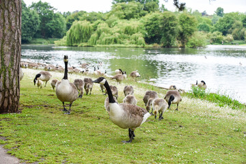 Baby goose chicks or goslings feed at the river bank protected by adult geese