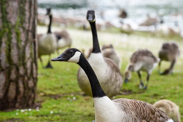 Baby goose chicks or goslings feed at the river bank protected by adult geese