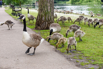 Baby goose chicks or goslings feed at the river bank protected by adult geese