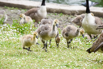 Baby goose chicks or goslings feed at the river bank protected by adult geese