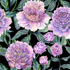 Beautiful purple peony flowers with green leaves on black background. Seamless floral pattern. Watercolor painting. Hand drawn illustration. - 509189800