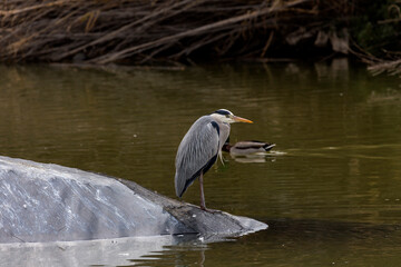 White great heron (Great egret) resting near the pond on a sunny day