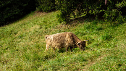 Brown long haired and horned calf grazing on alpine meadow