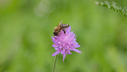 Makroaufnahme einer Biene auf einer violetten Blume