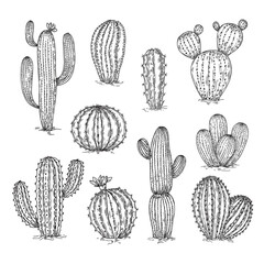Hand drawn cactus set. Mexico cacti sketch elements. Desert plant and succulents, ink pencil botanical objects. Doodle vintage neoteric vector set © LadadikArt
