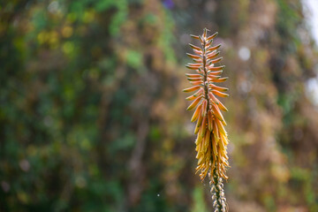 Australian Asphodelaceae; cluster of orange aloe vera flowers blooming