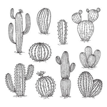 Hand drawn cactus set. Mexico cacti sketch elements. Desert plant and succulents, ink pencil botanical objects. Doodle vintage neoteric vector set