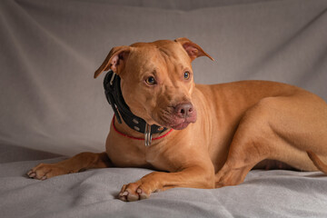 Portrait of a purebred beautiful American Pit Bull Terrier in the studio on a gray background.