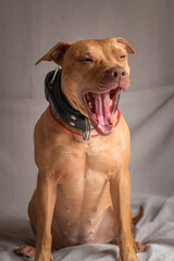 Portrait of a purebred beautiful American Pit Bull Terrier in the studio on a gray background.