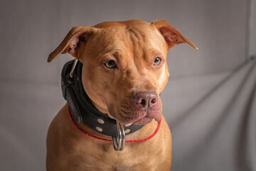 Portrait of a purebred beautiful American Pit Bull Terrier in the studio on a gray background.