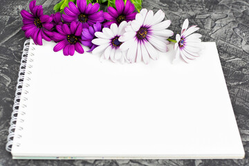 Purple and white Osteospermum (Cape daisy) flowers and a sketchbook (notepad) on a black background. Space for text. Birthday, Mother's Day, March 8, Valentine's Day. Freelance, beauty business.