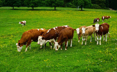 Fototapeta na wymiar Kuhherde mit Kälbern, Weidende Rinder, Grazing cattle, herd of cows, auf der Schwäbischen Alb
