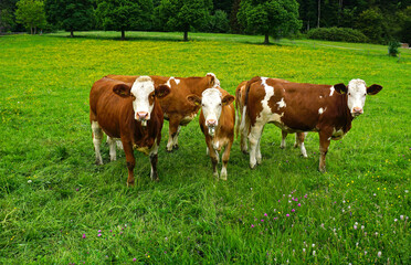 Fototapeta na wymiar Kuhherde, Weidende Rinder, Grazing cattle, herd of cows, auf der Schwäbischen Alb