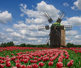 An old abandoned mill among a field of tulips against the background of a sky in the clouds