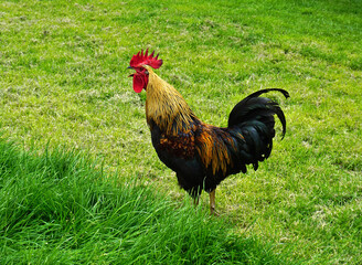 Krähender Hahn auf der Wiese,