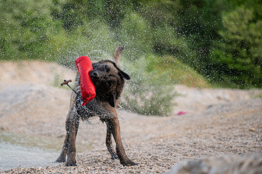 Wet belgian malinois dog shaking off the water