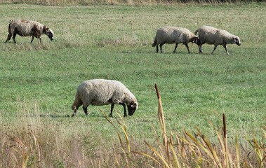 One sheep in the center of the frame, against the background of a small herd of sheep, grazes on a green pasture in the mountains of Bulgaria, bowing its head and chewing grass.