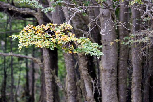Fall colors showing the traditional flora at Tierra del Fuego National Park, Tierra del Fuego, Argentina.