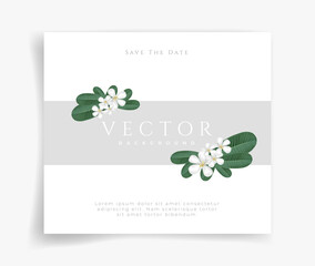 Invitation card plumeria on leaf vector on white background. White flower.